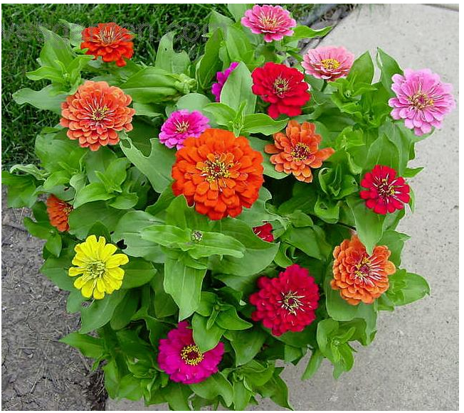 Zinnia Dahlia Mix flower seeds for growing colorful, dahlia-flowered zinnia blooms in gardens, pots, and containers.
