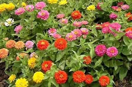 Zinnia Mix - Image 2