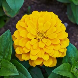 Zinnia Dahlia Yellow flower seeds for growing vibrant yellow, dahlia-flowered zinnia blooms in gardens and pots.