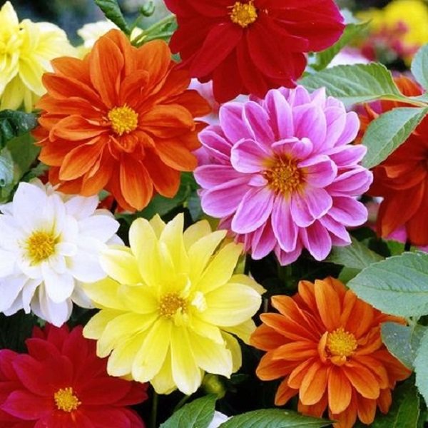 Dahlia Variabillis Top Star flowers with vibrant star-shaped blooms