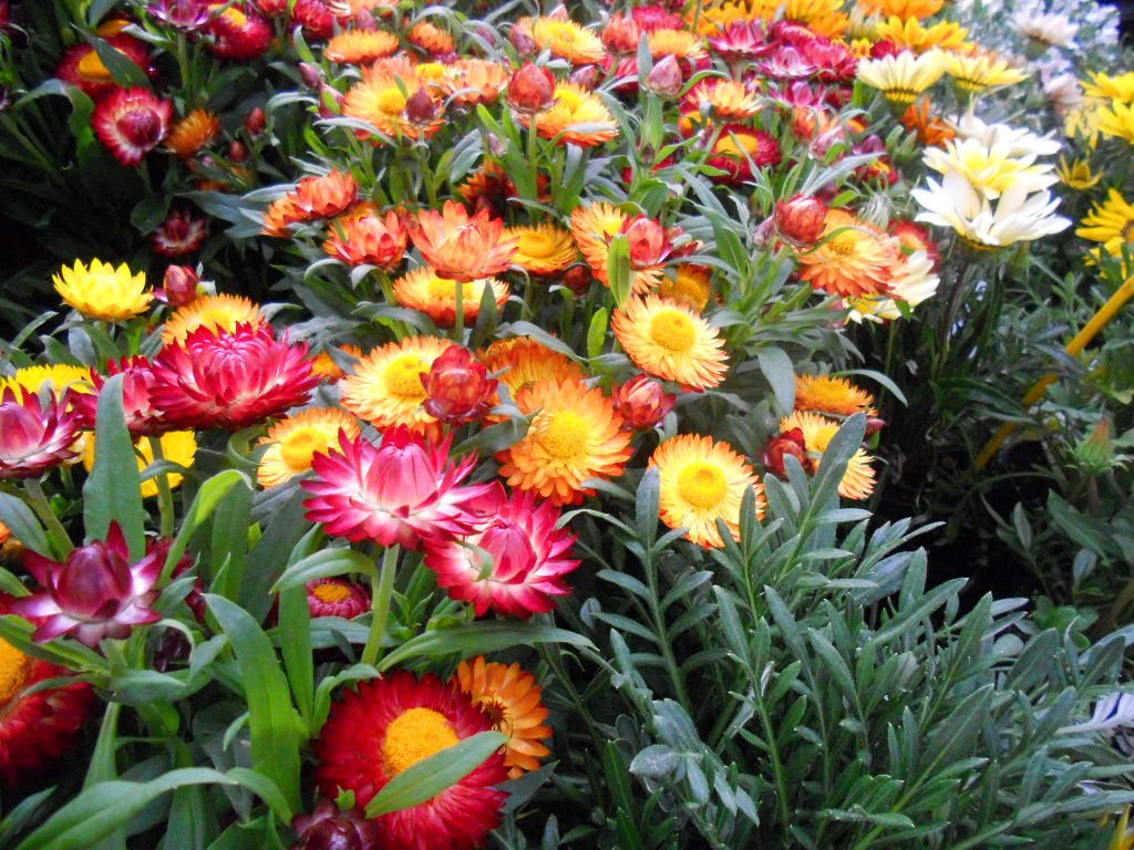 Helichrysum flower seeds for growing golden yellow, papery everlasting blooms in gardens and containers.