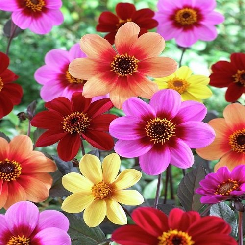 Dahlia Variabilis Top Star flower seeds for growing vibrant, star-shaped mixed color blooms in gardens, pots, and containers.