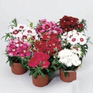 Summer Flower Seeds