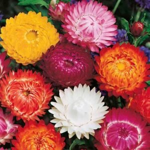 Helichrysum flower with bright golden yellow petals in bloom