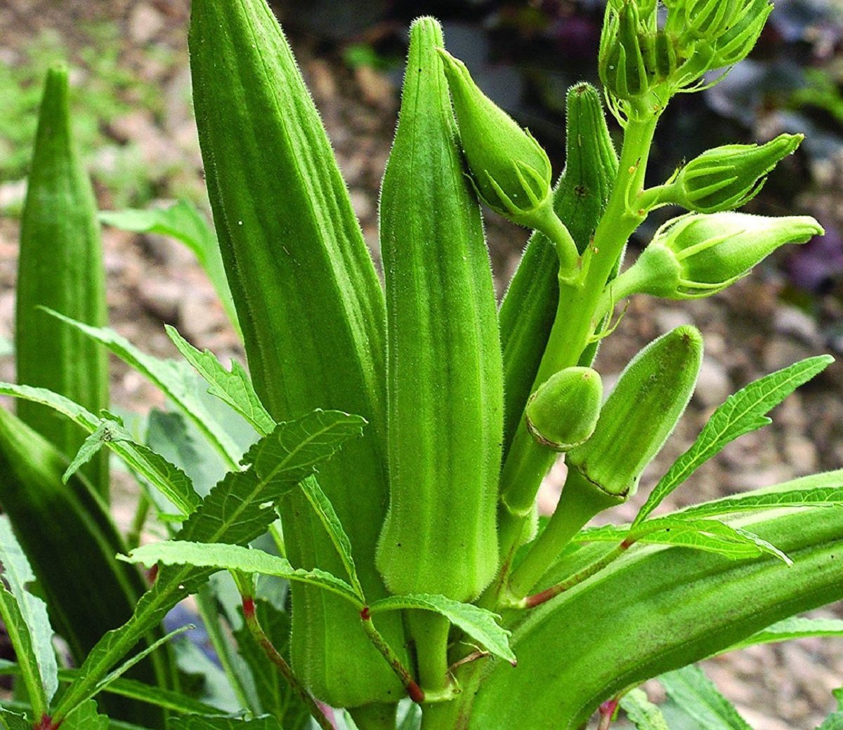 Okra plants grown from ladies finger vegetable seeds for planting and growing in home gardens and farms.