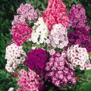 Phlox Beauty Mix flowers close-up showing mixed pastel colors