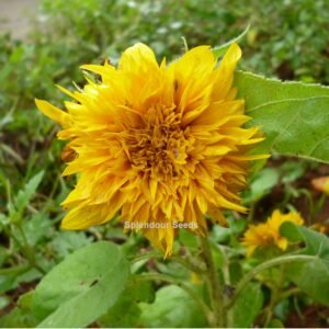 Bright yellow Teddy Bear sunflower flower with fluffy double petals in bloom