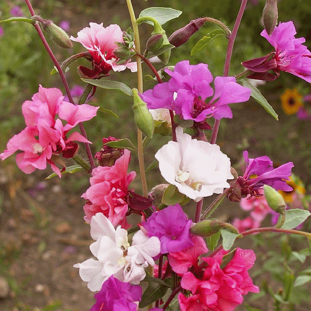 Clarkia elegans flower seeds for growing clusters of delicate pink, white, and lavender blooms in gardens and borders.