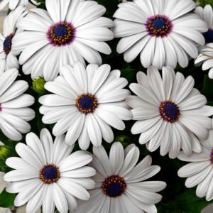 Dimorphotheca ‘Glistening White’ flowers with bright white petals blooming in the garden