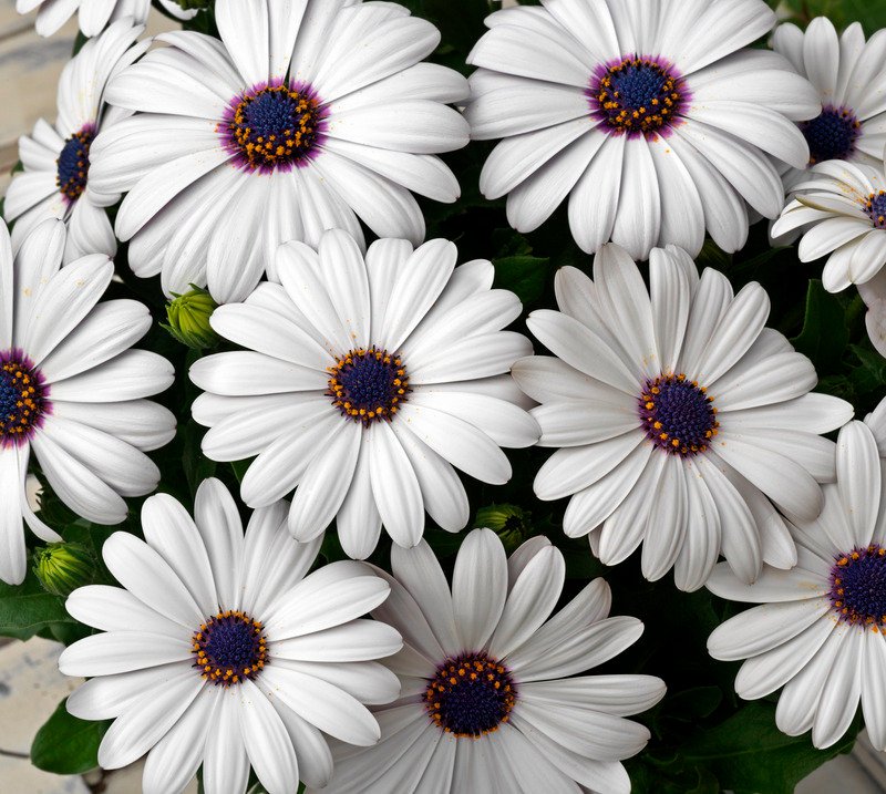 Dimorphotheca ‘Glistening White’ flowers with bright white petals blooming in the garden
