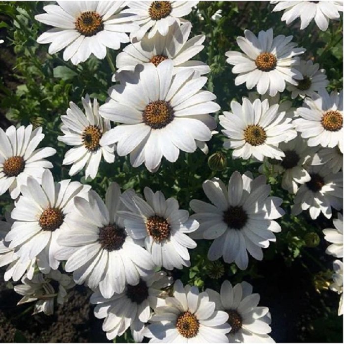 Dimorphotheca Glistening White flower seeds for growing bright white daisy-like blooms with dark centers in gardens, pots, and containers.