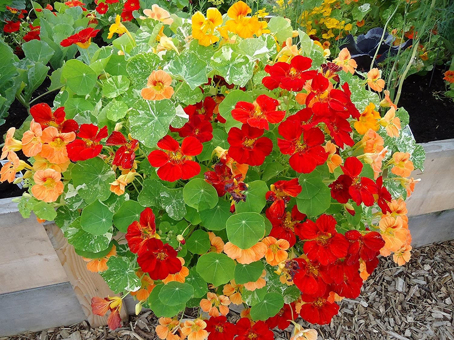 Nasturtium flower seeds for growing trailing vines with bright orange, yellow, and red blooms in gardens, pots, and containers.