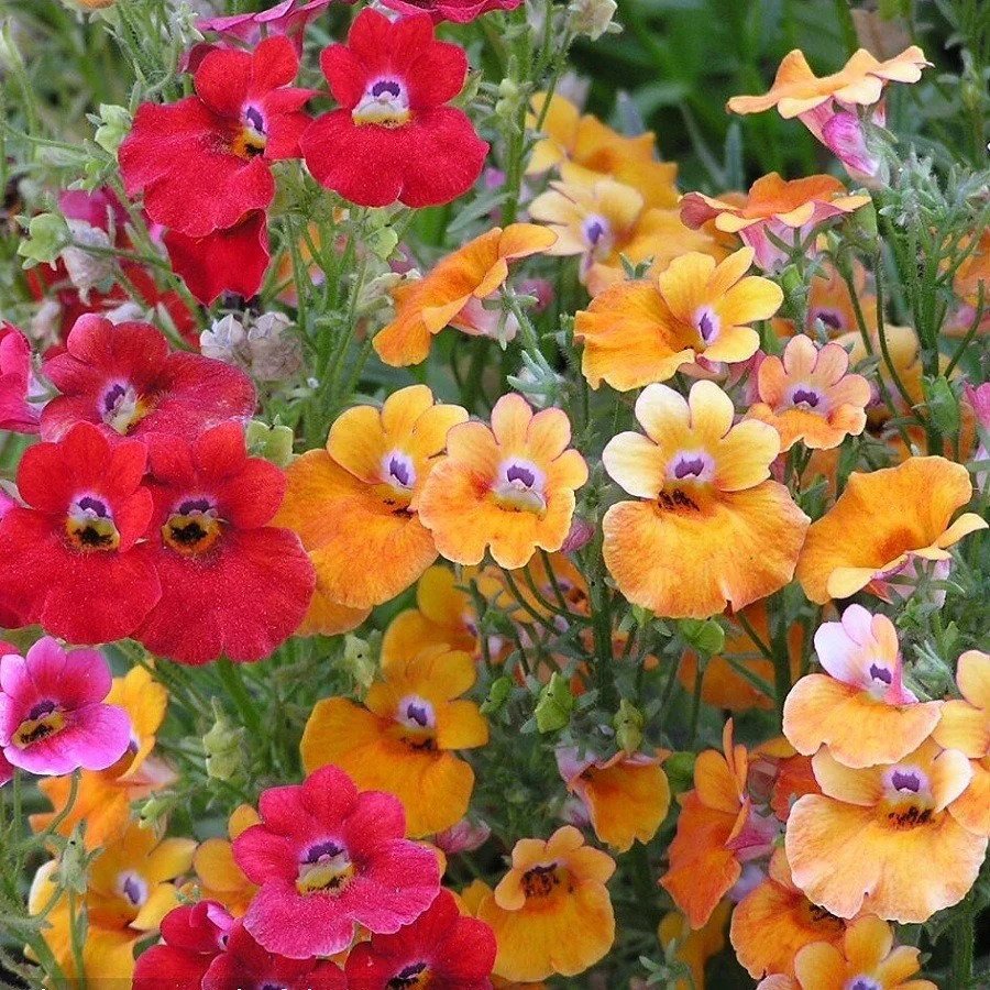 Nemesia Carnival Mix flower seeds for growing a colorful blend of pink, purple, yellow, orange, and white blooms in gardens, pots, and containers.