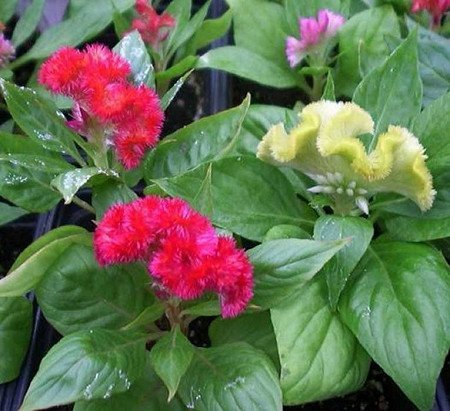 Celosia cockscomb flower seeds for growing dense, velvety crested blooms in gardens, pots, and containers.