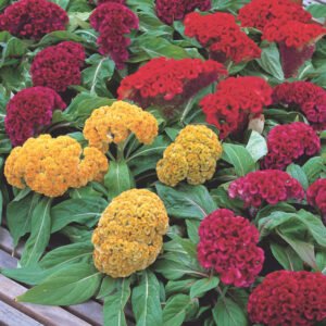 Close-up of Celosia cockscomb crested flower head in deep red, showing its velvety texture, ideal for garden borders and containers.
