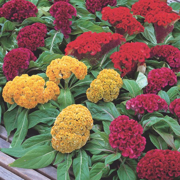 Close-up of Celosia cockscomb crested flower head in deep red, showing its velvety texture, ideal for garden borders and containers.