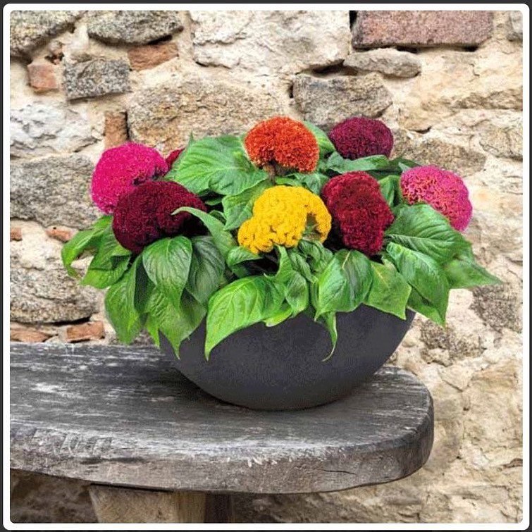 Celosia Cockscomb - Image 3