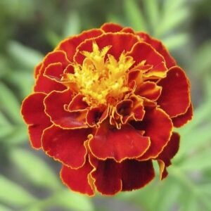 Bright red and yellow French Scarlet marigold flower in full bloom