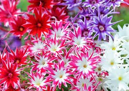 Phlox Twinkle Mix flower seeds for growing clusters of pink, purple, and white star-shaped blooms in gardens, pots, and containers.