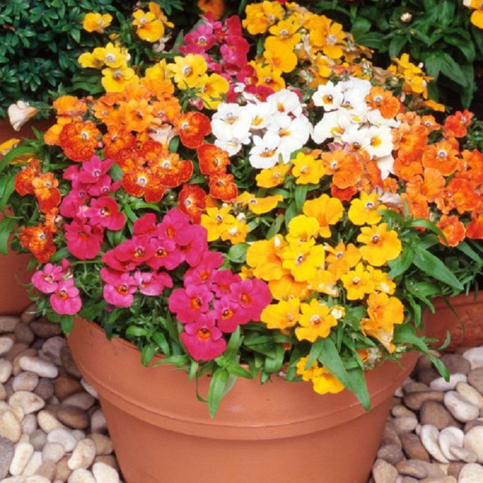 Nemesia Carnival Mix flower seeds for growing compact, richly colored blooms in gardens, pots, and containers.
