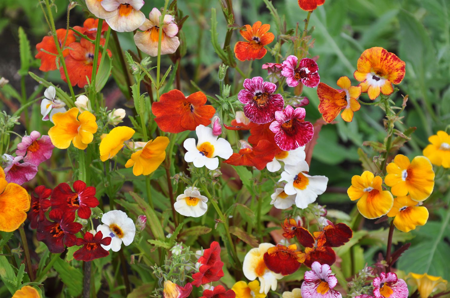 Close-up of Nemesia Carnival Mix flowers showing delicate two-toned petals, ideal for borders, pots, and containers.