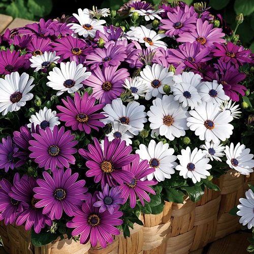 Osteospermum Ecklonis Mix flower seeds for growing vibrant daisy-like blooms with contrasting centers in gardens, pots, and containers.