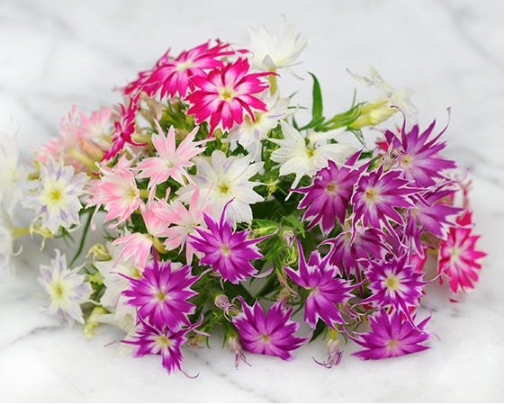 Close-up of Phlox Twinkle Mix flowers showing bicolor star-shaped petals, ideal for borders, pots, and containers.