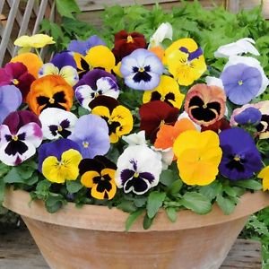 Close-up of Pansy Swiss Giant Mix flowers showing velvety, face-patterned petals, ideal for borders, pots, and containers.