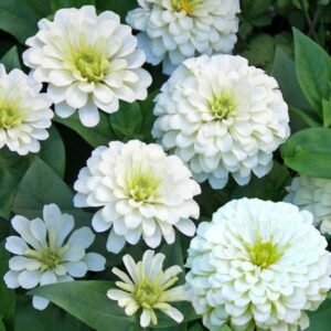 zinnia white flower